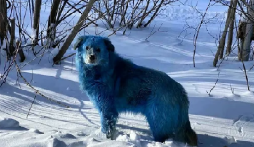 কেন নীল হয়ে যচ্ছে চেরনোবিলের কুকুরগুলো