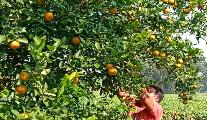 মিন্টুর ভাগ্য বদলের ফল চায়না থ্রি কমলা