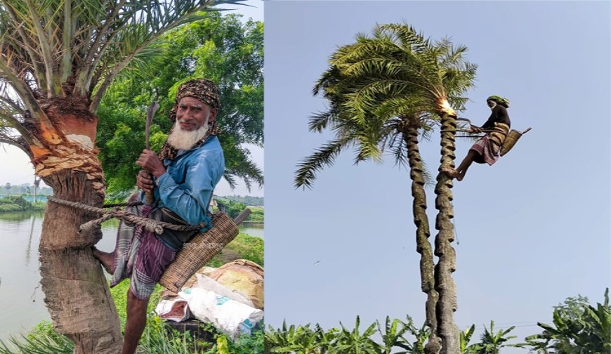 একশ কোটি টাকার রসালো স্বপ্নেও গাছির হাহাকার