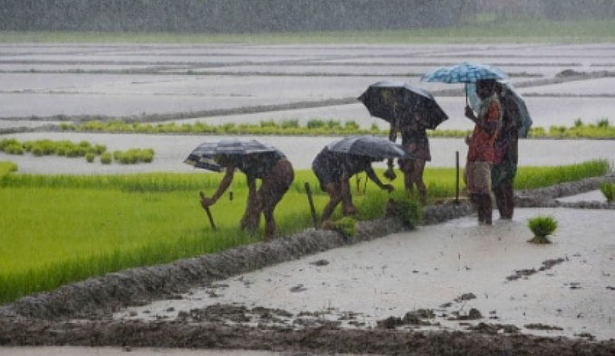 আষাঢ়ে  আউশ ও আমন চাষে ব্যস্ত কৃষক