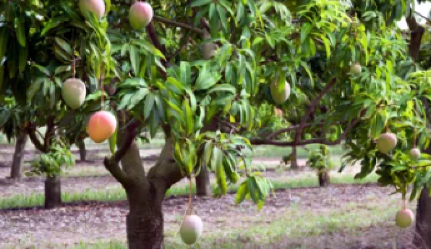 ছোট উদ্যোগ, বড় দিগন্ত