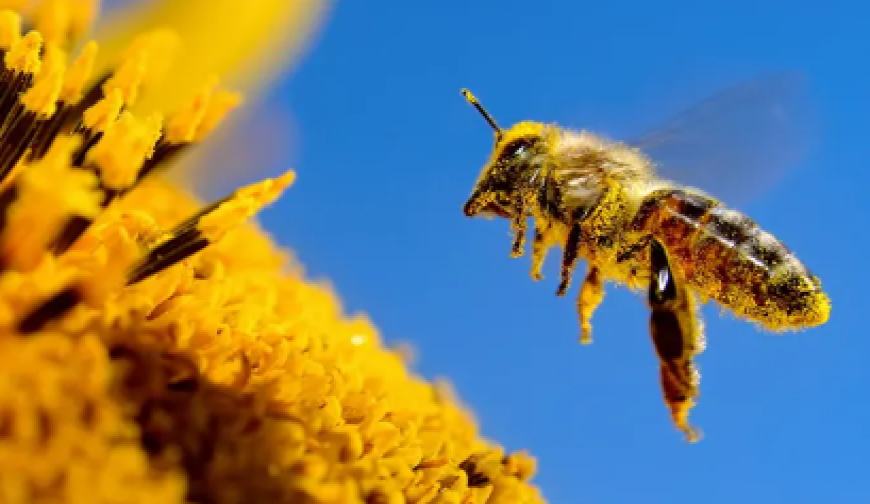 মৌমাছি নিয়ন্ত্রক তৈরি করেছে চীন