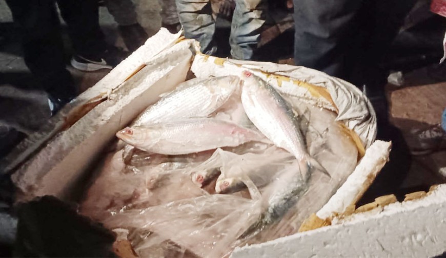 বাঘাইড়ের ঘোষণা দিয়ে ভরাতীয় ইলিশ আমদানি : বেনাপোলে ৩০ লাখ টাকার চালান আটক