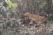 সুন্দরবনে হরিণ শিকারির ফাঁদে আটকা পড়া বাঘ উদ্ধার