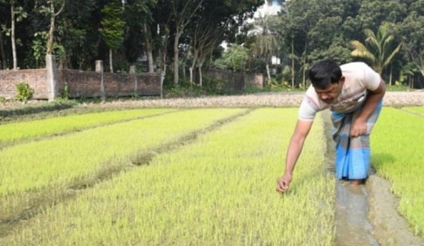 কোল্ড ইনজুরির শঙ্কায় বীজতলা: কৃষকের কপালে ভাজ