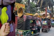 টিয়াপাখি ‘টিকু’কে খুঁজতে শহরে মাইকিং