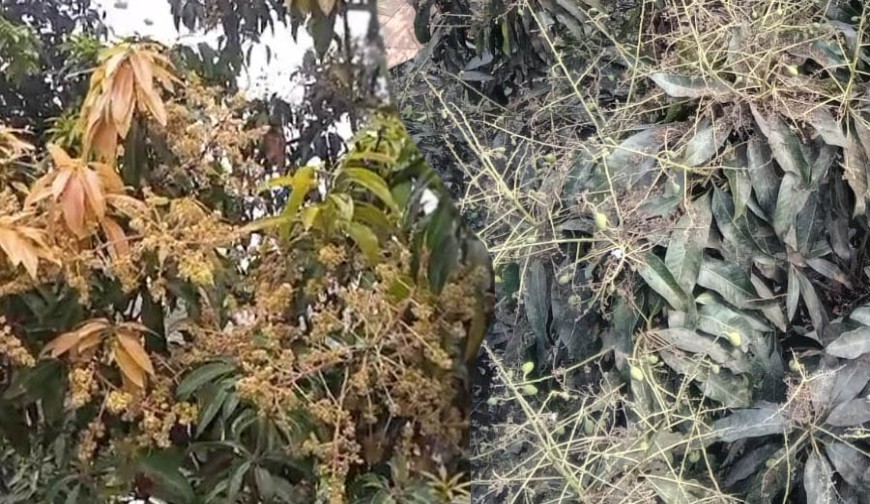 যশোরে এবার ৫১ হাজার টন আম উৎপাদনের আশা