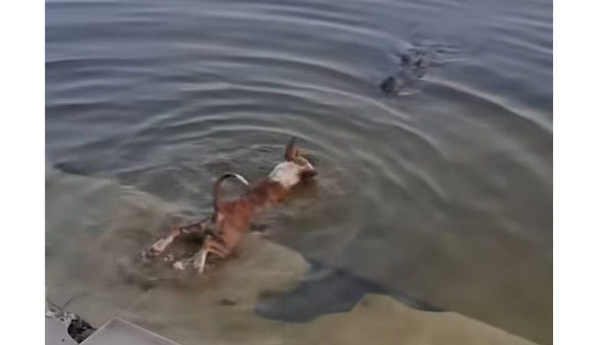 বাগেরহাটের মাজারে কুমিরের শিকার কুকুর, তদন্ত কমিটি গঠন, নমুনা সংগ্রহ