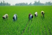 ন্যানো ইউরিয়ায় বদলাবে কৃষির চিত্র, খরচ কমবে ৮২ শতাংশ