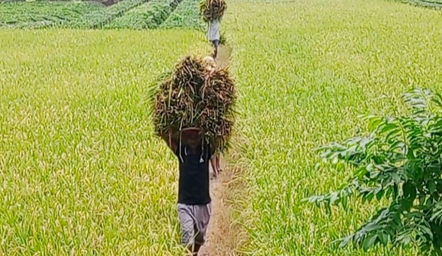 মে দিবস : কৃষকের নেই শ্রমিক স্বীকৃতি