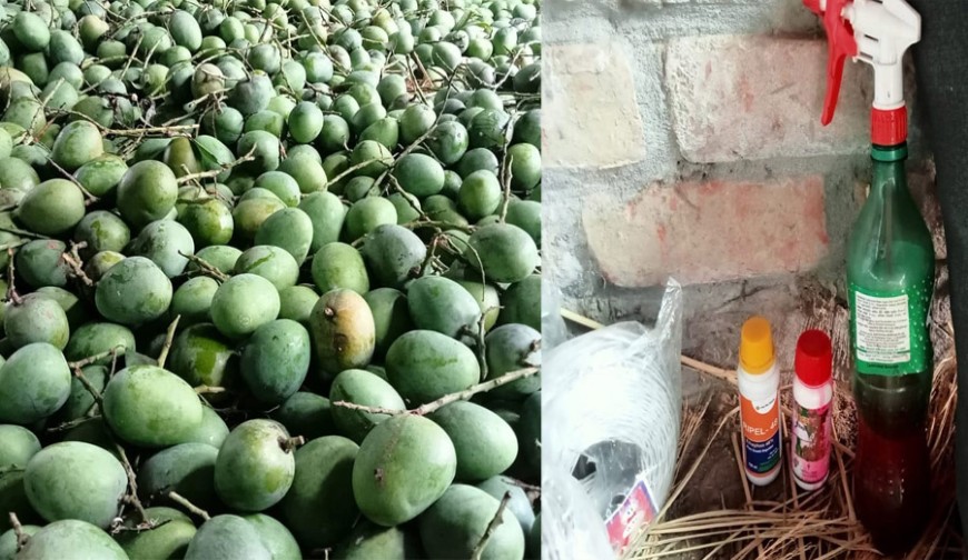 বাইরে হলুদ লোভনীয় রং, আদৌ কি এসব আম পাকা?