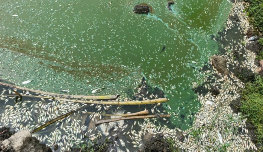 মাছের পোনার ঘেরে দুর্বৃত্তের বিষ প্রয়োগ, চাষী সর্বস্বান্ত