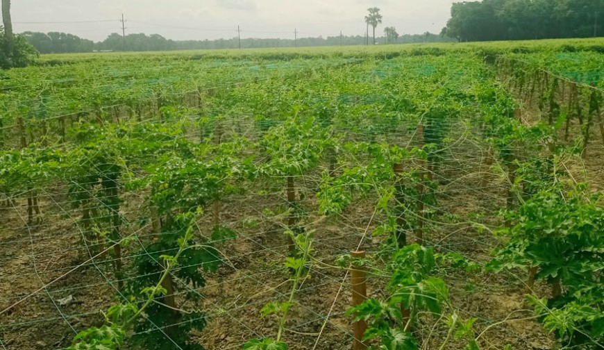 মাঠে ৫০ হলে বাজারে ১০০:  কোন ‘যাদু’তে দাম বাড়ে বোঝে না কৃষক