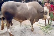 ৩২ মণ নেইমারের চুলের বাহার বেশ