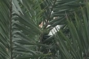 ৩০ ফুট উঁচু গাছ থেকে বিড়াল উদ্ধার করল ফায়ার সার্ভিস