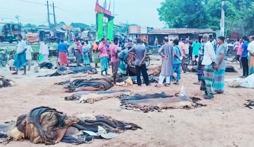 রাজারহাটে পানির দামে চামড়া বিক্রি!