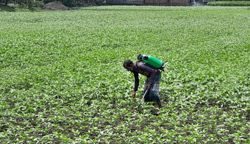 পাটে পোকার উপদ্রব, কৃষকের কপালে চিন্তার ভাঁজ