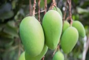 কৃষিকথা