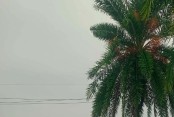 জ্যৈষ্ঠের মিষ্টি স্বাদে দেশি খেজুর, হারিয়ে যাচ্ছেগ্রামবাংলার এক ঐতিহ্য
