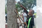 ২০ হাজার গাছে আটকে ছিল ২১ মণ পেরেক