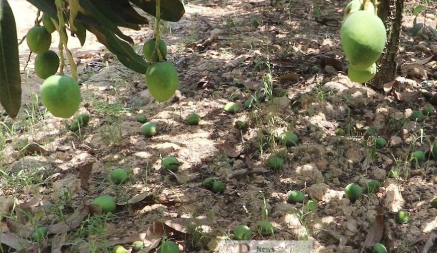পড়ে থাকা আম কুড়োলেই ৫ লাখ টাকা জরিমানা!