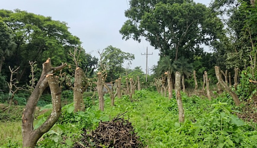 কোটচাঁদপুর রেলওয়ের জায়গায় ‘গাছ আছে, মাথা নেই’!