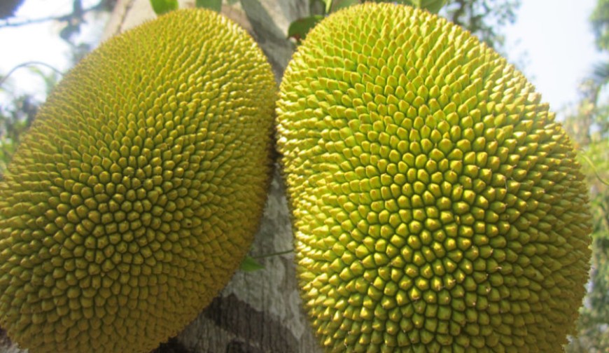 আজ বিশ্ব কাঁঠাল দিবস