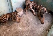 পরিবেশ