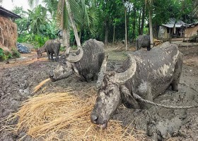 মহেশপুর