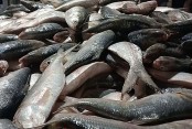 একবার জাল ফেলেই ধরা পড়ল ৪৬ মণ ইলিশ