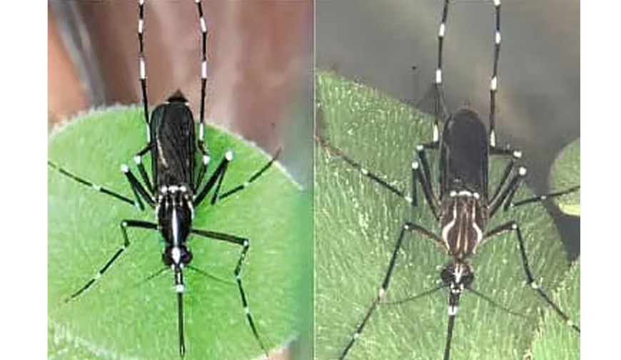 এডিস মশার নতুন প্রজাতি এশিয়ান টাইগার বাড়াচ্ছে উদ্বেগ