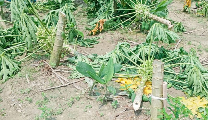 ঝিকরগাছায় পেঁপে গাছ কেটে দিল দুর্বৃত্তরা