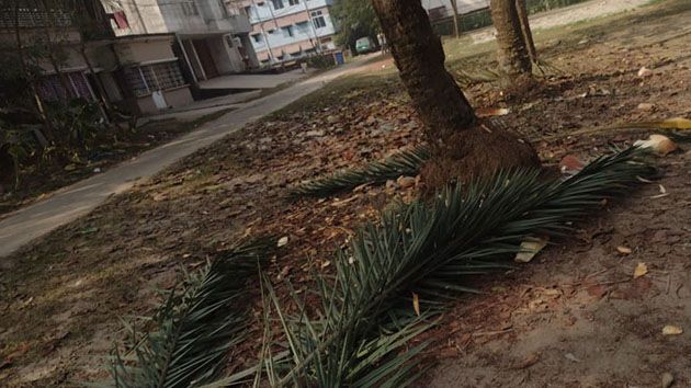 ঝোড়া গাছের পাতা পড়ে আছে মাটিতে