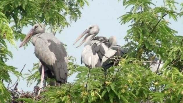 গ্রামের মানুষরা পাখিদের শিকার না করে তাদের নিরাপদ আশ্রয় দিয়েছে