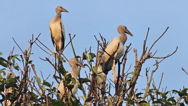 এক সময় শুধু শীতকালে এলেও এখানে স্থায়ী আবাস গড়ার কারণে সারা বছরই দেখা মেলে এসব পরিযায়ী পাখিদের।